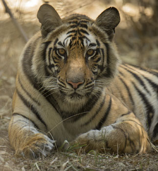 tiger